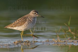 Foto di Piro piro boschereccio (Tringa glareola)