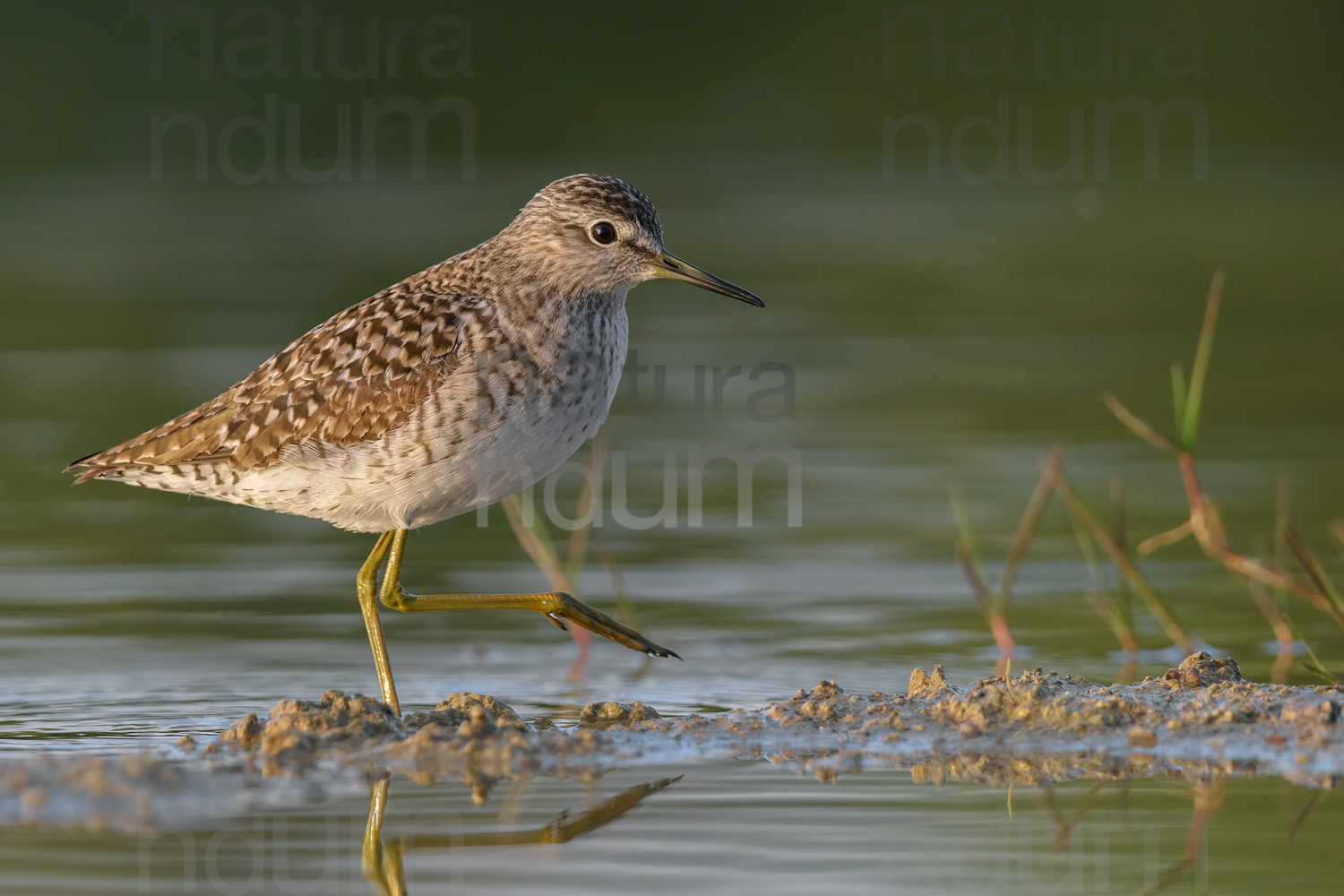 Foto di Piro piro boschereccio (Tringa glareola)