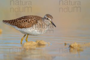 Photos of Wood Sandpiper (Tringa glareola)