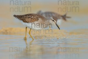 Photos of Wood Sandpiper (Tringa glareola)