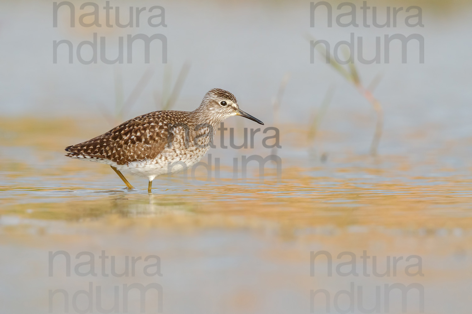 Photos of Wood Sandpiper (Tringa glareola)