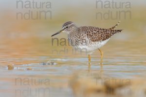 Photos of Wood Sandpiper (Tringa glareola)