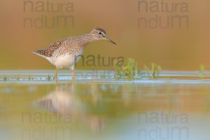 Photos of Wood Sandpiper (Tringa glareola)