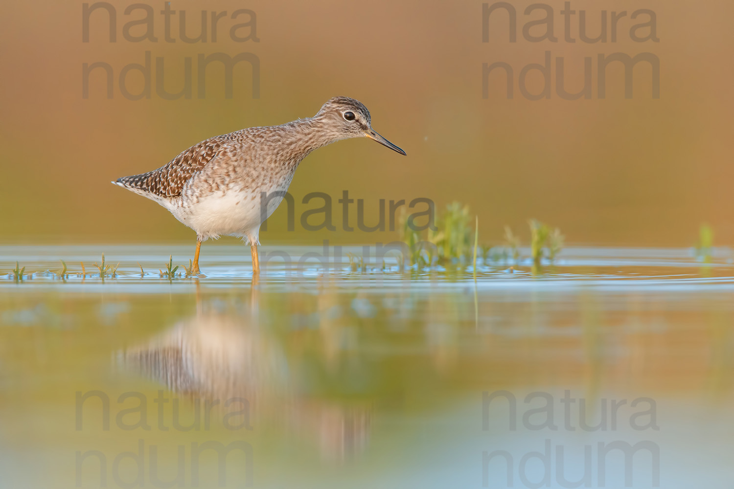 Photos of Wood Sandpiper (Tringa glareola)