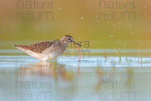 Foto di Piro piro boschereccio (Tringa glareola)