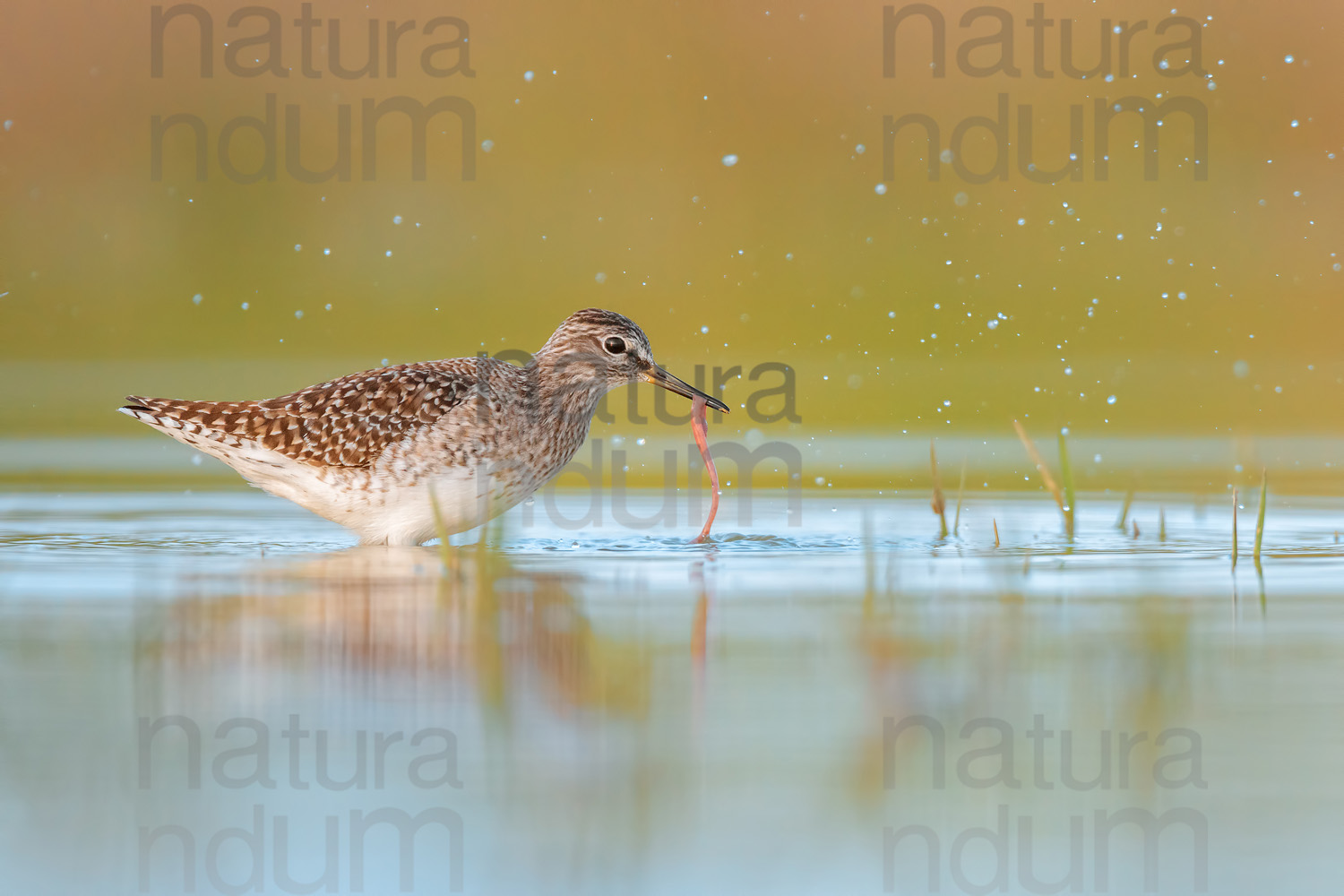 Photos of Wood Sandpiper (Tringa glareola)