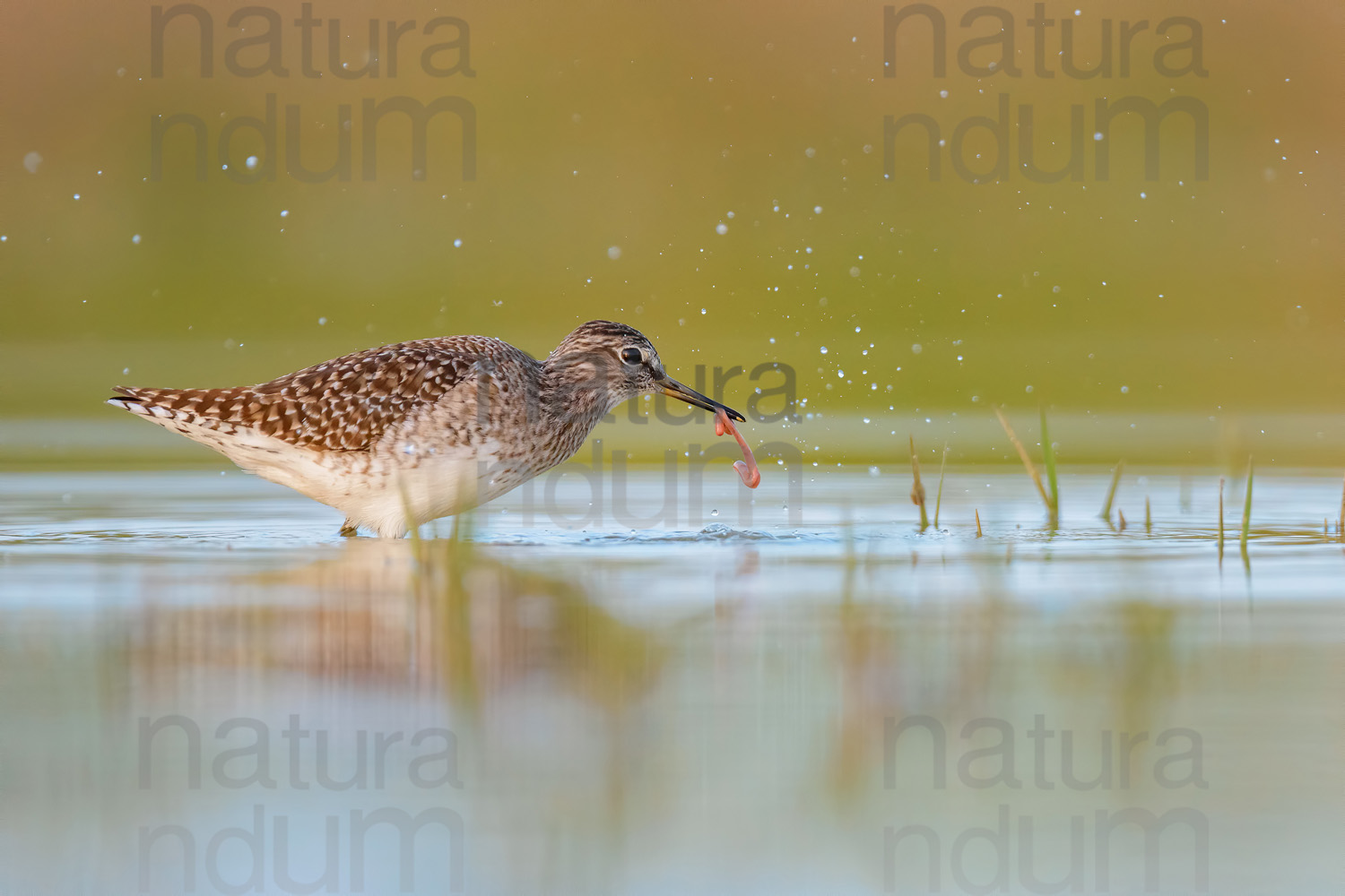 Photos of Wood Sandpiper (Tringa glareola)