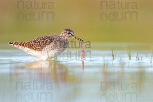 Photos of Wood Sandpiper (Tringa glareola)