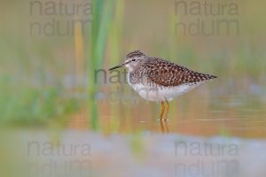 Photos of Wood Sandpiper (Tringa glareola)