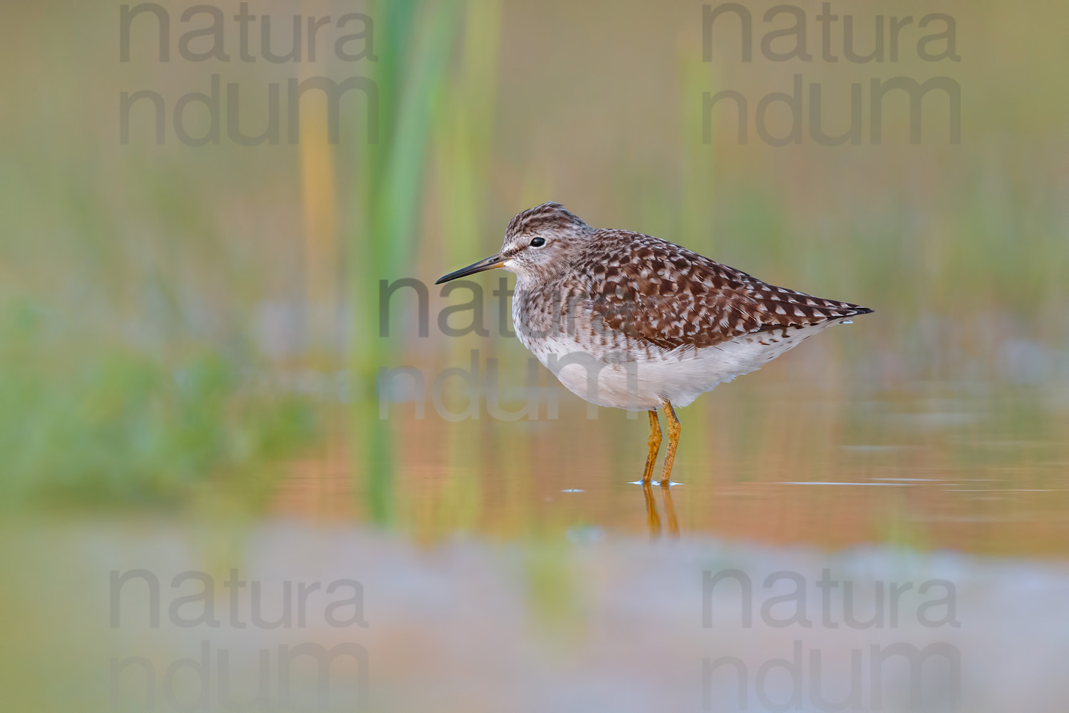 Photos of Wood Sandpiper (Tringa glareola)