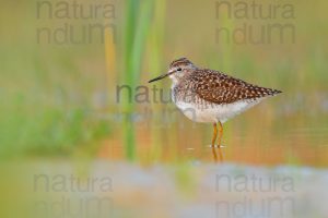 Photos of Wood Sandpiper (Tringa glareola)