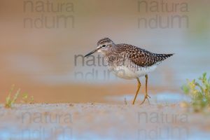 Photos of Wood Sandpiper (Tringa glareola)