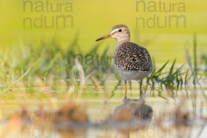 Foto di Piro piro boschereccio (Tringa glareola)