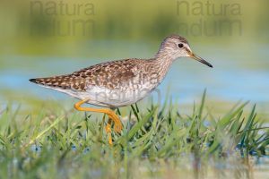 Photos of Wood Sandpiper (Tringa glareola)