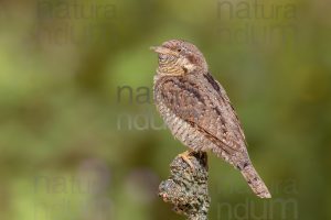 Foto di Torcicollo (Jynx torquilla)