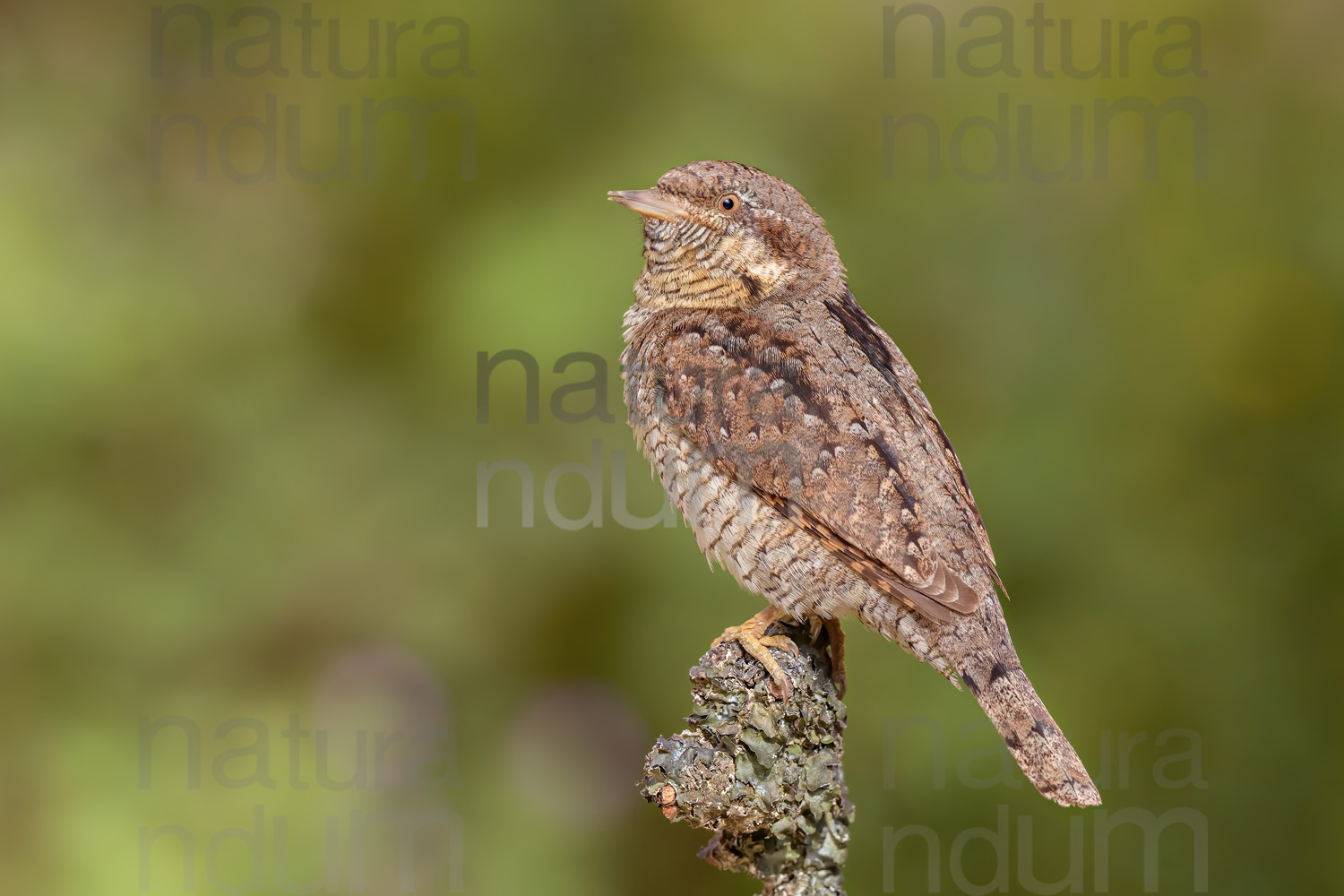 Foto di Torcicollo (Jynx torquilla)