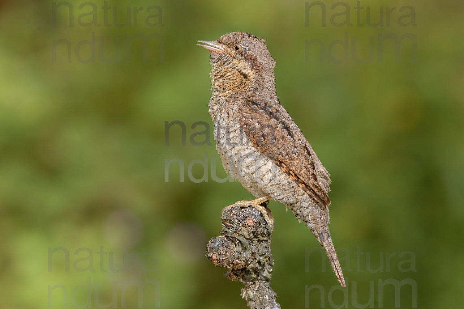 Eurasian Wryneck images (Jynx torquilla)