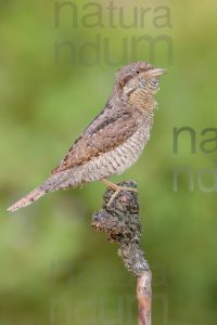 Eurasian Wryneck images (Jynx torquilla)