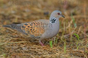 Photos of European Turtle Dove (Streptopelia turtur)