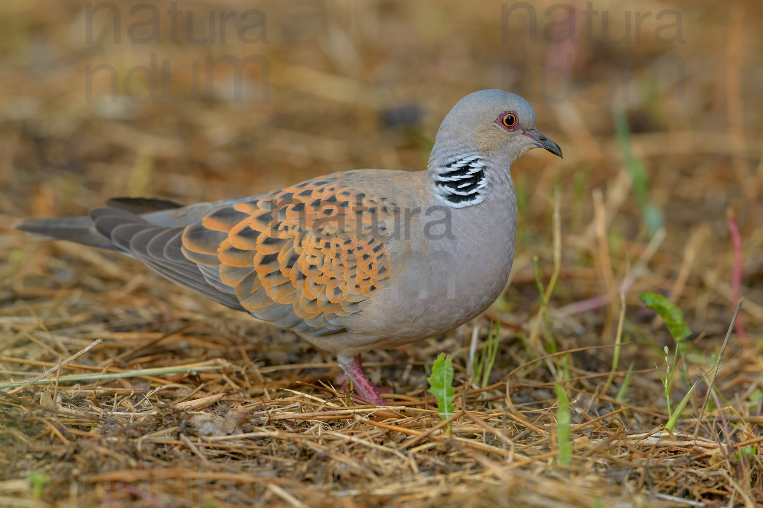 Photos of European Turtle Dove (Streptopelia turtur)