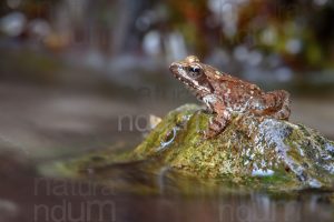 Foto di Rana appenninica (Rana italica)