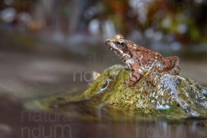 Photos of Appennine Red Frog (Rana italica)