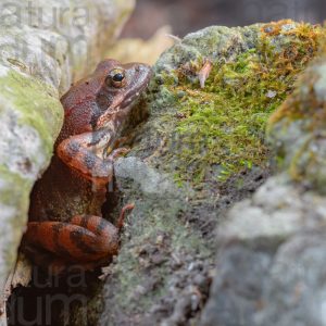 Photos of Appennine Red Frog (Rana italica)