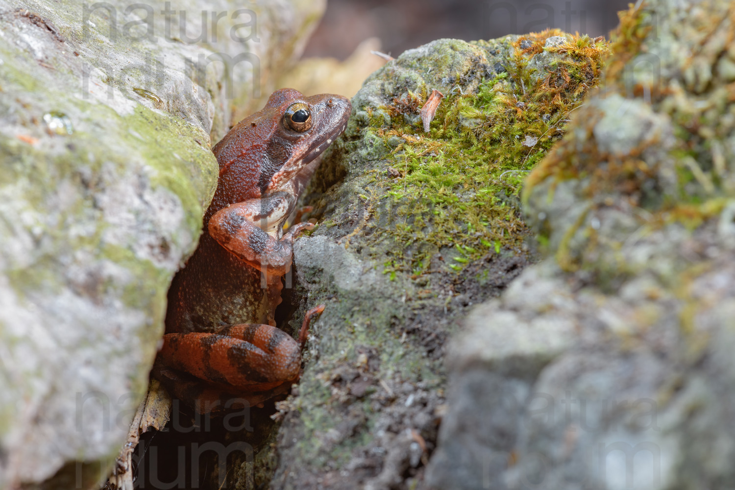 Photos of Appennine Red Frog (Rana italica)