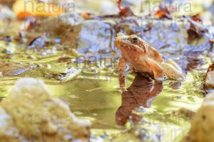 Photos of Appennine Red Frog (Rana italica)