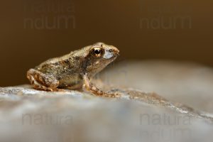 Foto di Rana appenninica (Rana italica)