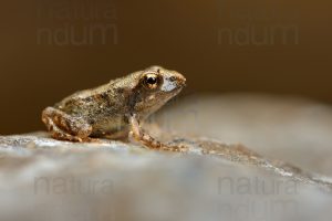 Photos of Appennine Red Frog (Rana italica)