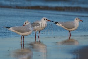 Foto di Gabbiano comune (Chroicocephalus ridibundus)