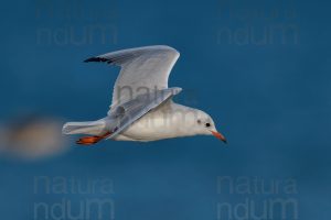 Photos of Black-Headed Gull (Chroicocephalus ridibundus)