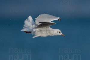 Foto di Gabbiano comune (Chroicocephalus ridibundus)