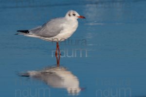 Photos of Black-Headed Gull (Chroicocephalus ridibundus)