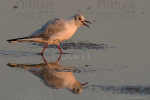 Photos of Black-Headed Gull (Chroicocephalus ridibundus)