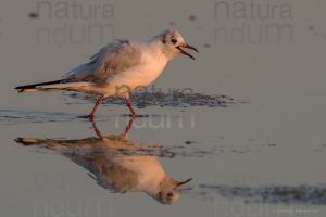 Foto di Gabbiano comune (Chroicocephalus ridibundus)