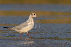 Foto di Gabbiano comune (Chroicocephalus ridibundus)