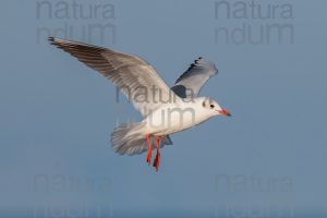 Foto di Gabbiano comune (Chroicocephalus ridibundus)