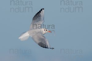 Foto di Gabbiano comune (Chroicocephalus ridibundus)