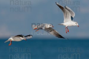 Foto di Gabbiano comune (Chroicocephalus ridibundus)