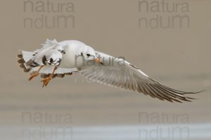 Foto di Gabbiano comune (Chroicocephalus ridibundus)