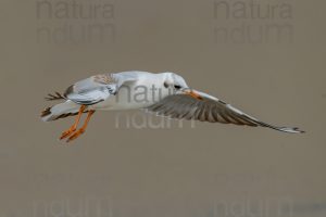 Photos of Black-Headed Gull (Chroicocephalus ridibundus)