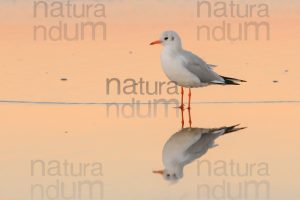 Photos of Black-Headed Gull (Chroicocephalus ridibundus)