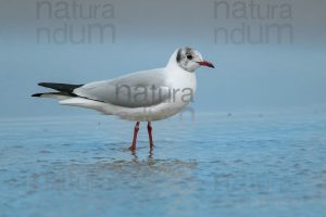 Photos of Black-Headed Gull (Chroicocephalus ridibundus)