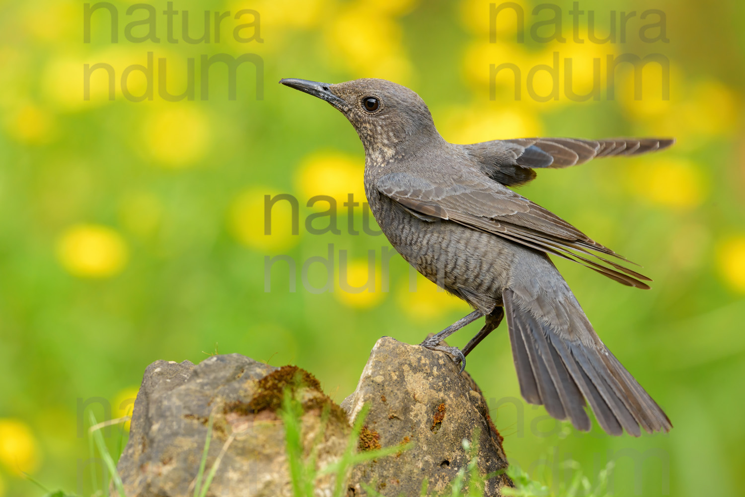 Photos of Blue Rock Thrush (Monticola solitarius)