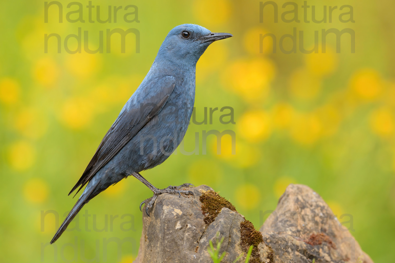 Photos of Blue Rock Thrush (Monticola solitarius)