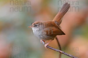 Photos of Cetti's Warbler (Cettia cetti)