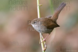 Photos of Cetti's Warbler (Cettia cetti)