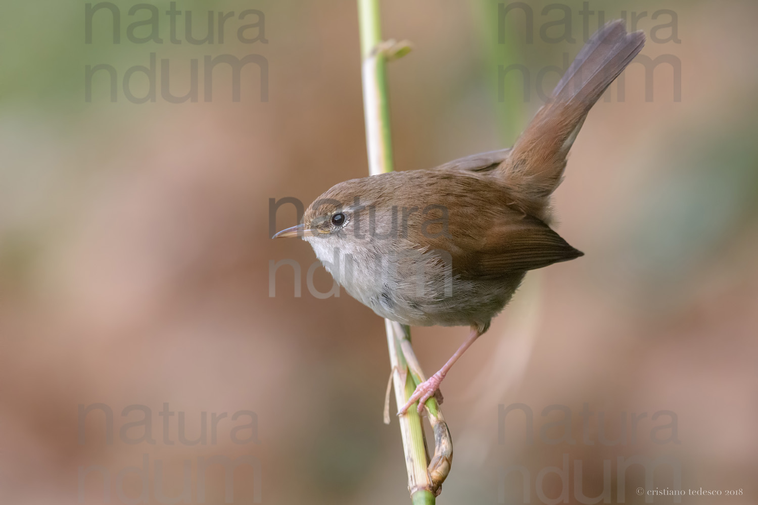 Foto di Usignolo di fiume (Cettia cetti)